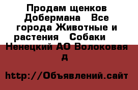 Продам щенков Добермана - Все города Животные и растения » Собаки   . Ненецкий АО,Волоковая д.